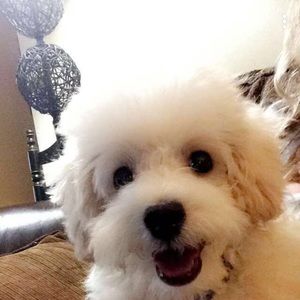 Meet your Posher, Allison